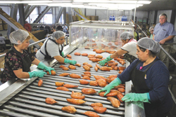 High labor costs for sweet potato production