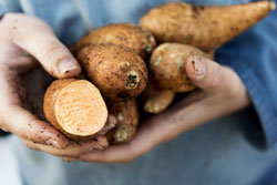 Organic Sweet Potato Sales Growing Like Weeds